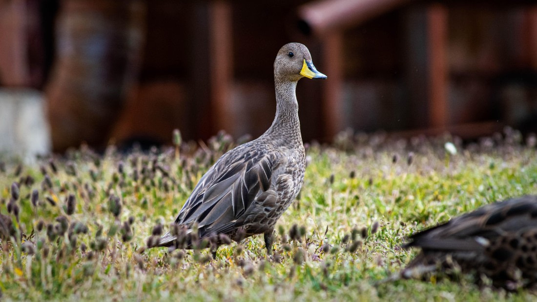HDS26-25, Day 7, RLO_1001 © Alexander Romanovskiy - Oceanwide Expeditions.jpg