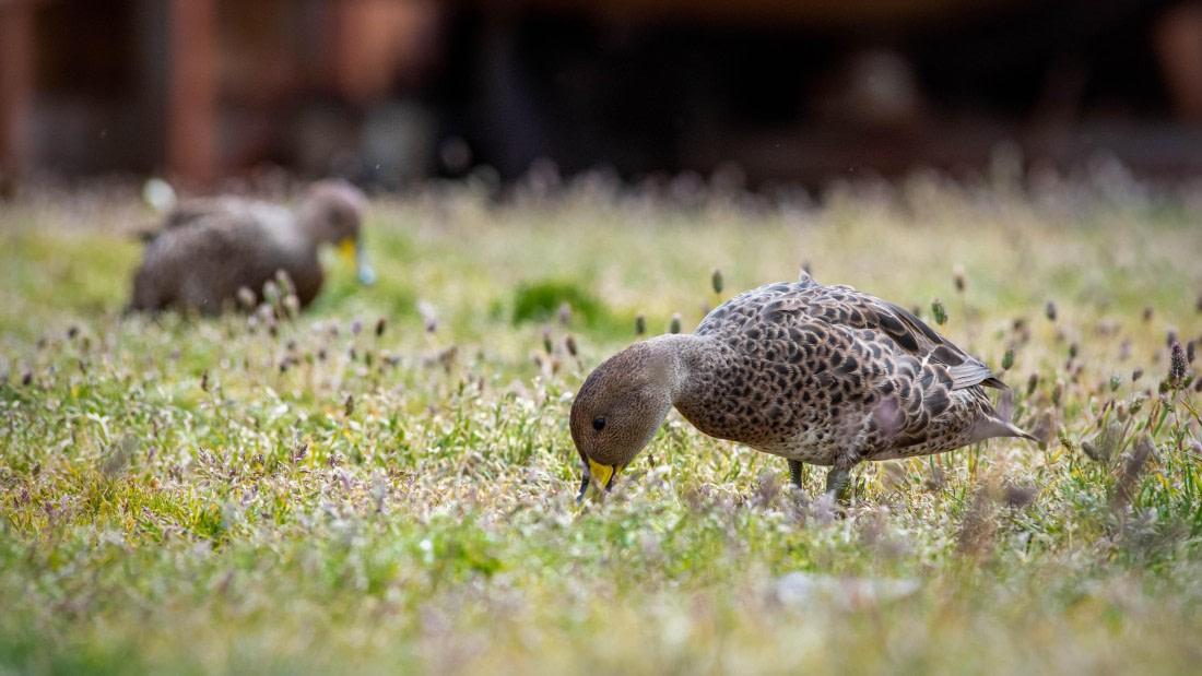HDS26-25, Day 7, RLO_1003 © Alexander Romanovskiy - Oceanwide Expeditions.jpg