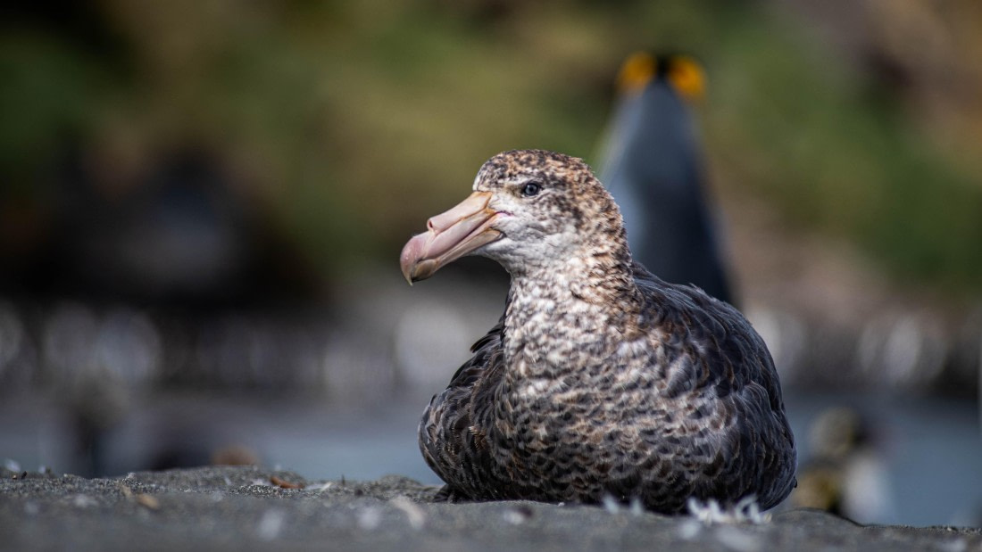HDS26-25, Day 7, RLO_1021 © Alexander Romanovskiy - Oceanwide Expeditions.jpg