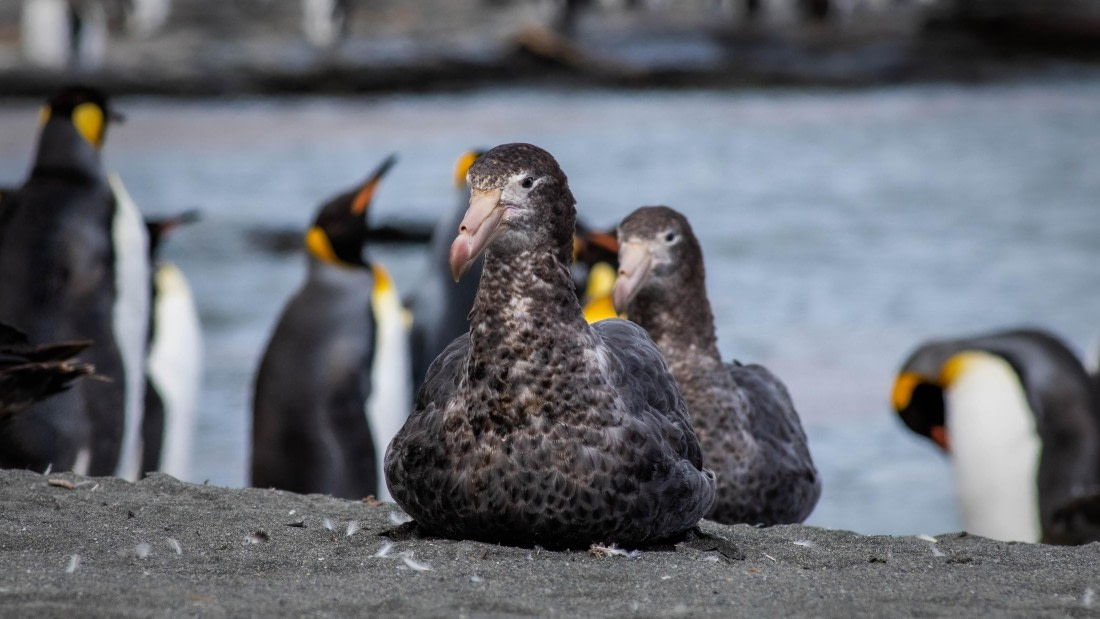 HDS26-25, Day 7, RLO_1025 © Alexander Romanovskiy - Oceanwide Expeditions.jpg