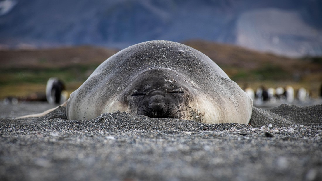 HDS26-25, Day 7, RLO_1028 © Alexander Romanovskiy - Oceanwide Expeditions.jpg