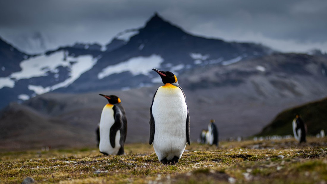 HDS26-25, Day 7, RLO_1032 © Alexander Romanovskiy - Oceanwide Expeditions.jpg
