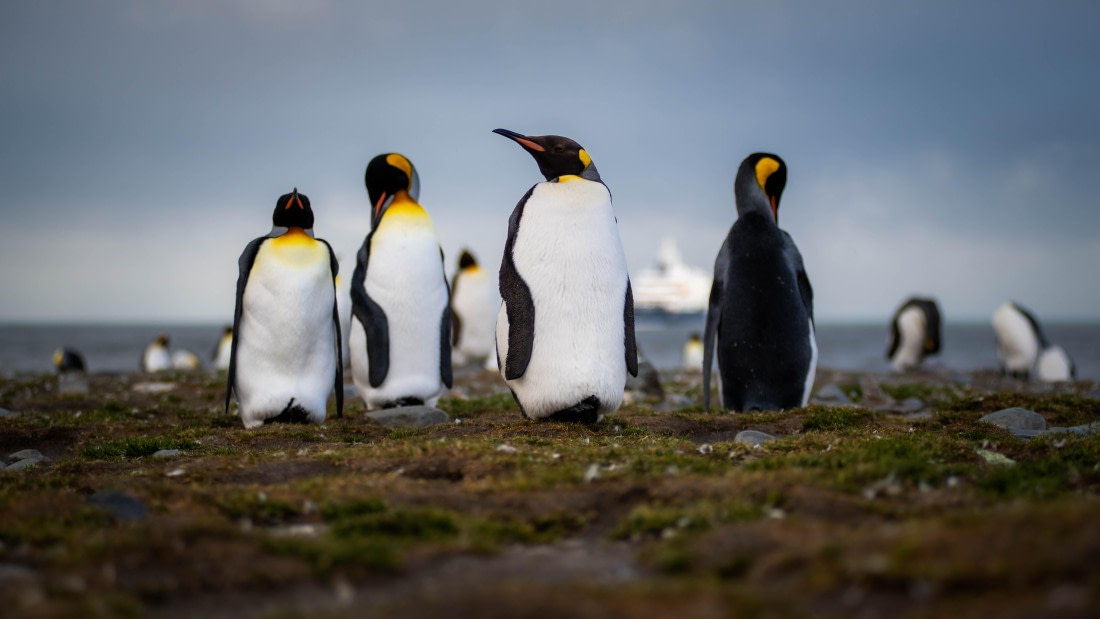 HDS26-25, Day 7, RLO_1056 © Alexander Romanovskiy - Oceanwide Expeditions.jpg