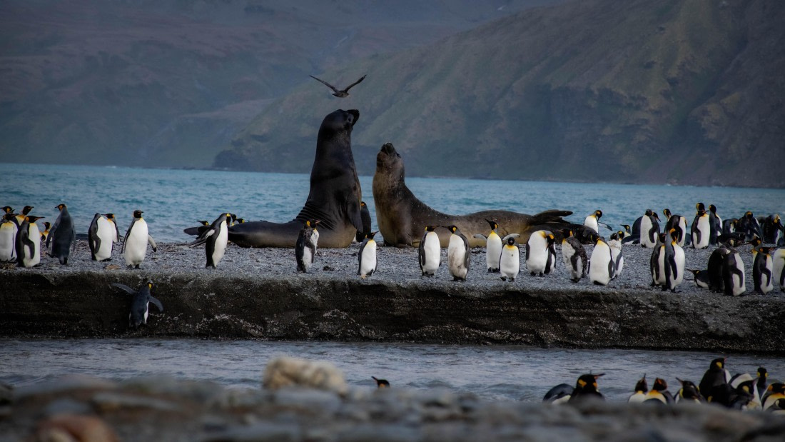 HDS26-25, Day 7, RLO_1062 © Alexander Romanovskiy - Oceanwide Expeditions.jpg