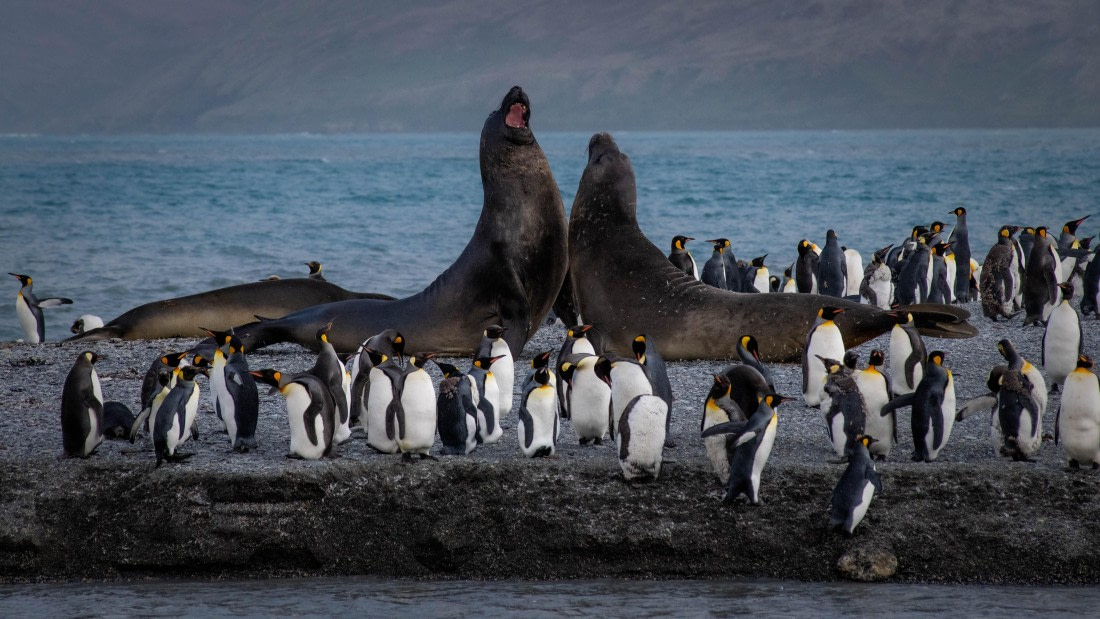 HDS26-25, Day 7, RLO_1068 © Alexander Romanovskiy - Oceanwide Expeditions.jpg