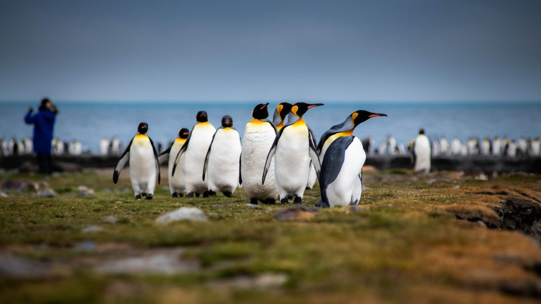 HDS26-25, Day 7, RLO_1073 © Alexander Romanovskiy - Oceanwide Expeditions.jpg