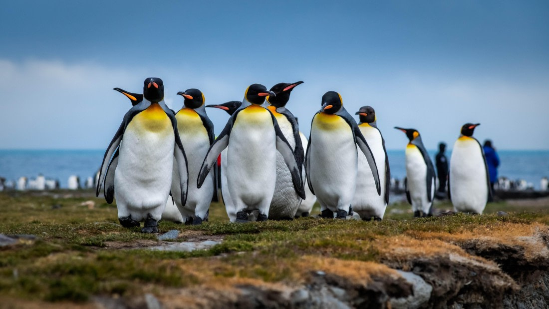 HDS26-25, Day 7, RLO_1083 © Alexander Romanovskiy - Oceanwide Expeditions.jpg