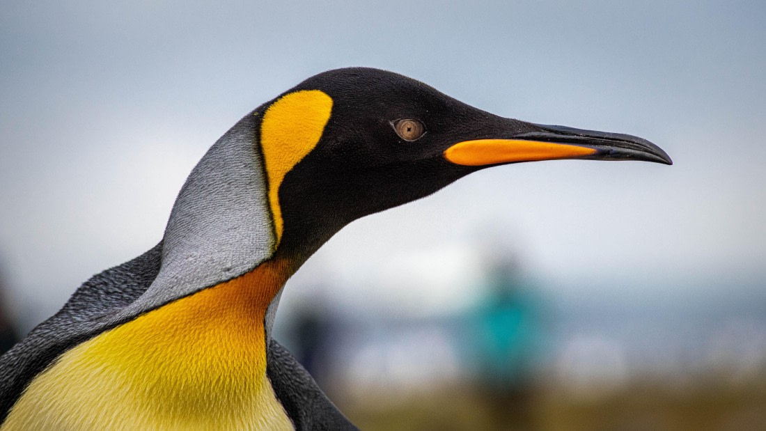 HDS26-25, Day 7, RLO_1079 © Alexander Romanovskiy - Oceanwide Expeditions.jpg