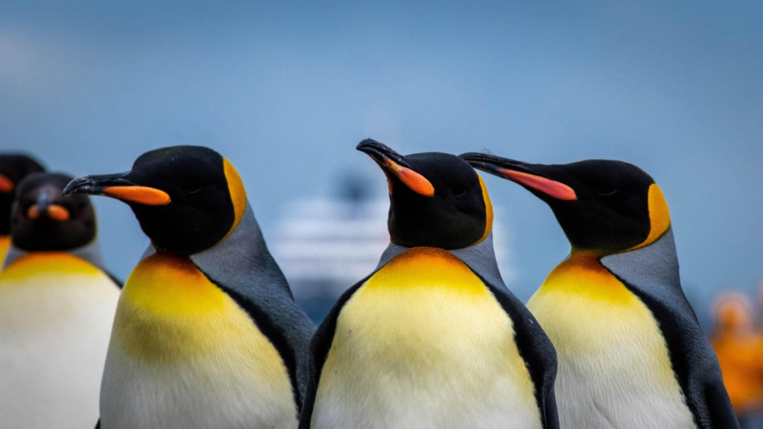 HDS26-25, Day 7, RLO_1086 © Alexander Romanovskiy - Oceanwide Expeditions.jpg