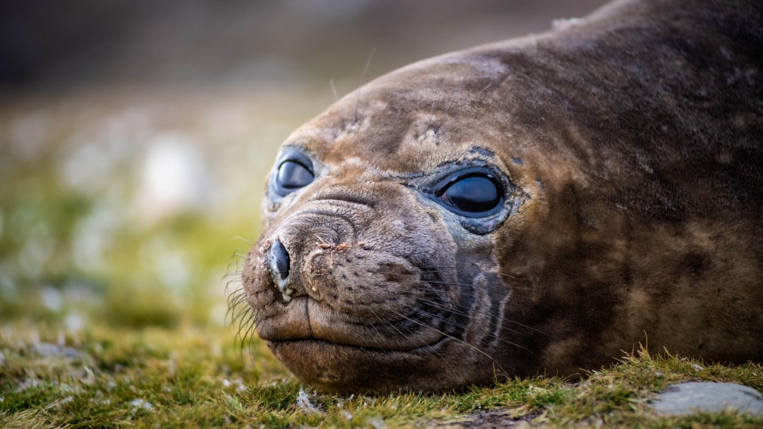 HDS26-25, Day 7, RLO_1091 © Alexander Romanovskiy - Oceanwide Expeditions.jpg