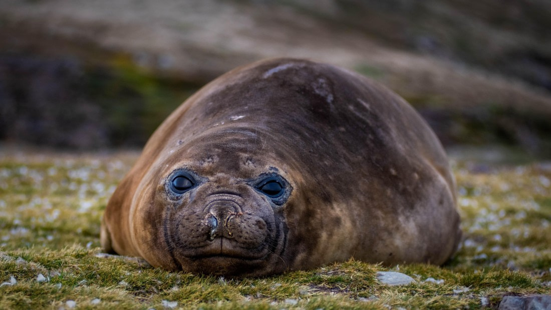 HDS26-25, Day 7, RLO_1092 © Alexander Romanovskiy - Oceanwide Expeditions.jpg