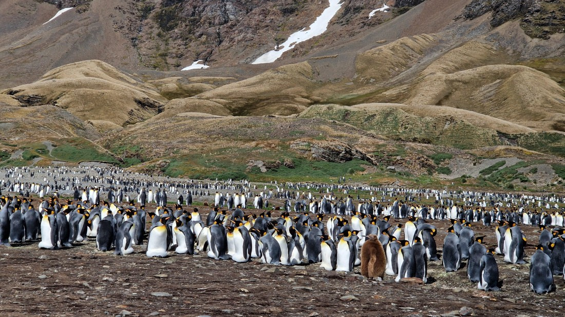 HDS26-25, Day 8, 20250111_090525 © Unknown photographer - Oceanwide Expeditions.jpg
