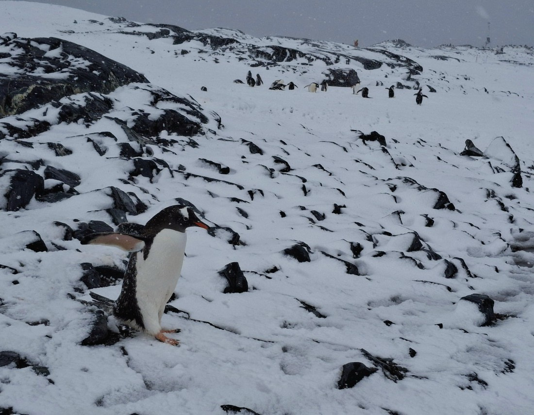 HDS26-25, Day 13, 20250116_082452 © Unknown photographer - Oceanwide Expeditions.jpg