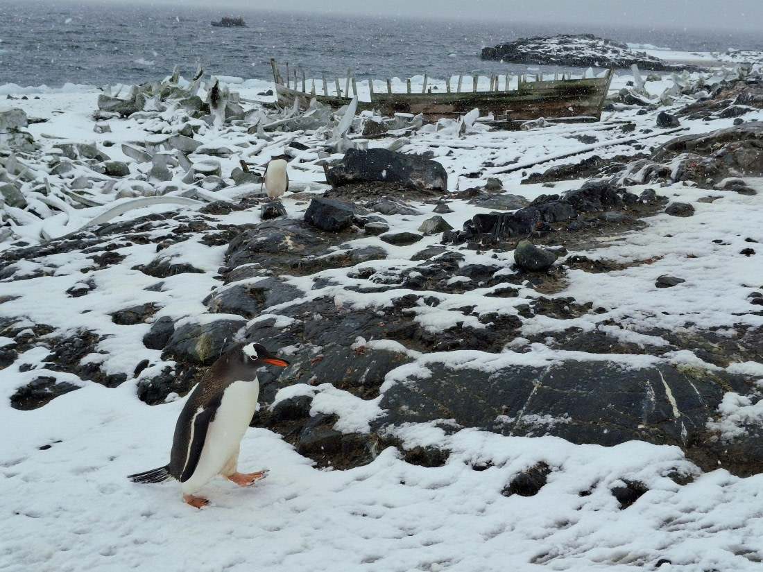 HDS26-25, Day 13, 20250116_082550 © Unknown photographer - Oceanwide Expeditions.jpg