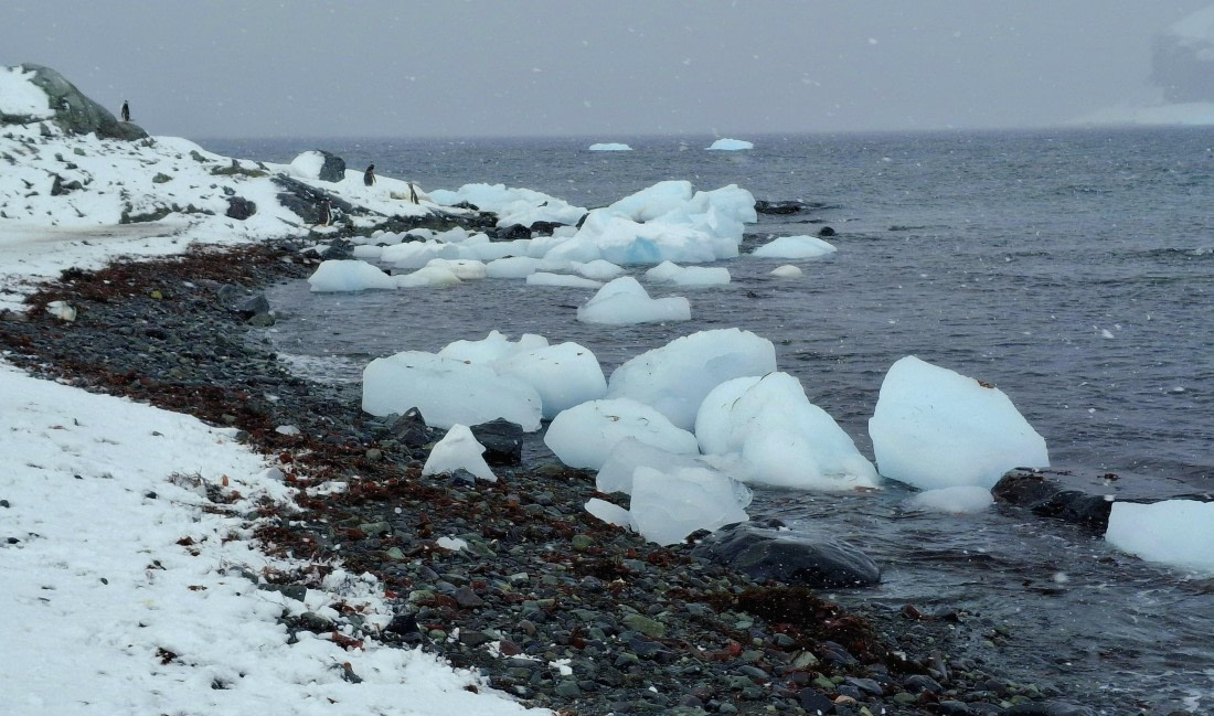 HDS26-25, Day 13, 20250116_090943 © Unknown photographer - Oceanwide Expeditions.jpg