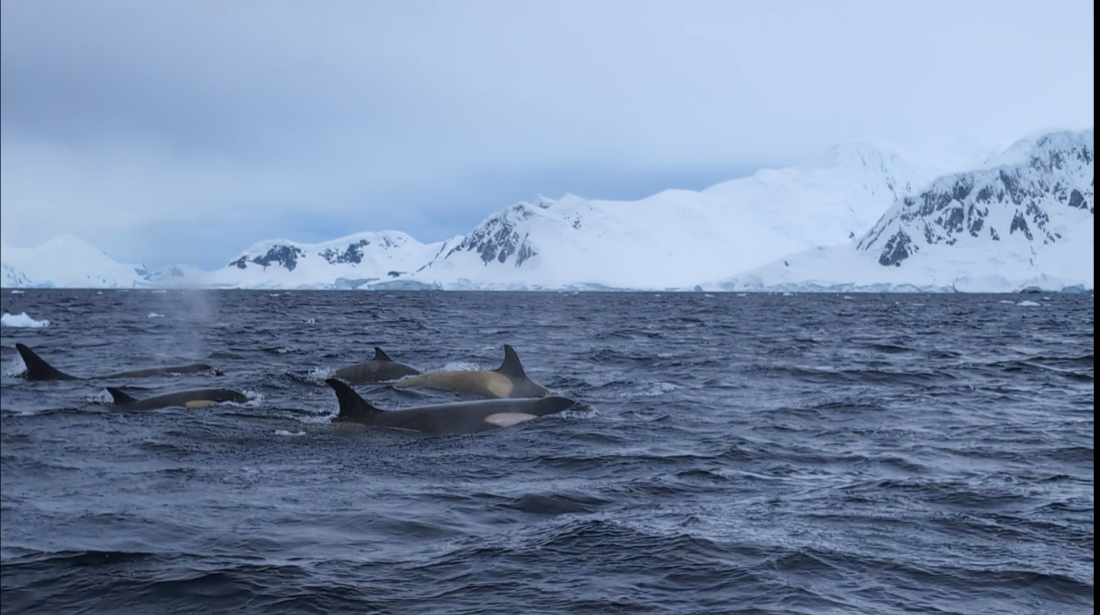 HDS26-25, Day 15, Screenshot_20250121-111142~2 © Unknown photographer - Oceanwide Expeditions.png