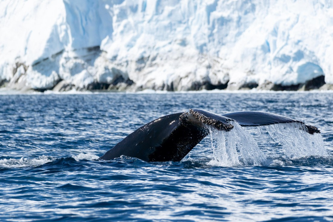 HDS26-25, Day 16, DSC05017 © Annina Scholl - Oceanwide Expeditions.jpg