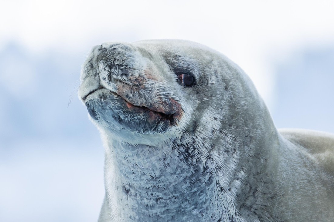 HDS26-25, Day 16, FZ1A2466 © Unknown photographer - Oceanwide Expeditions.jpg