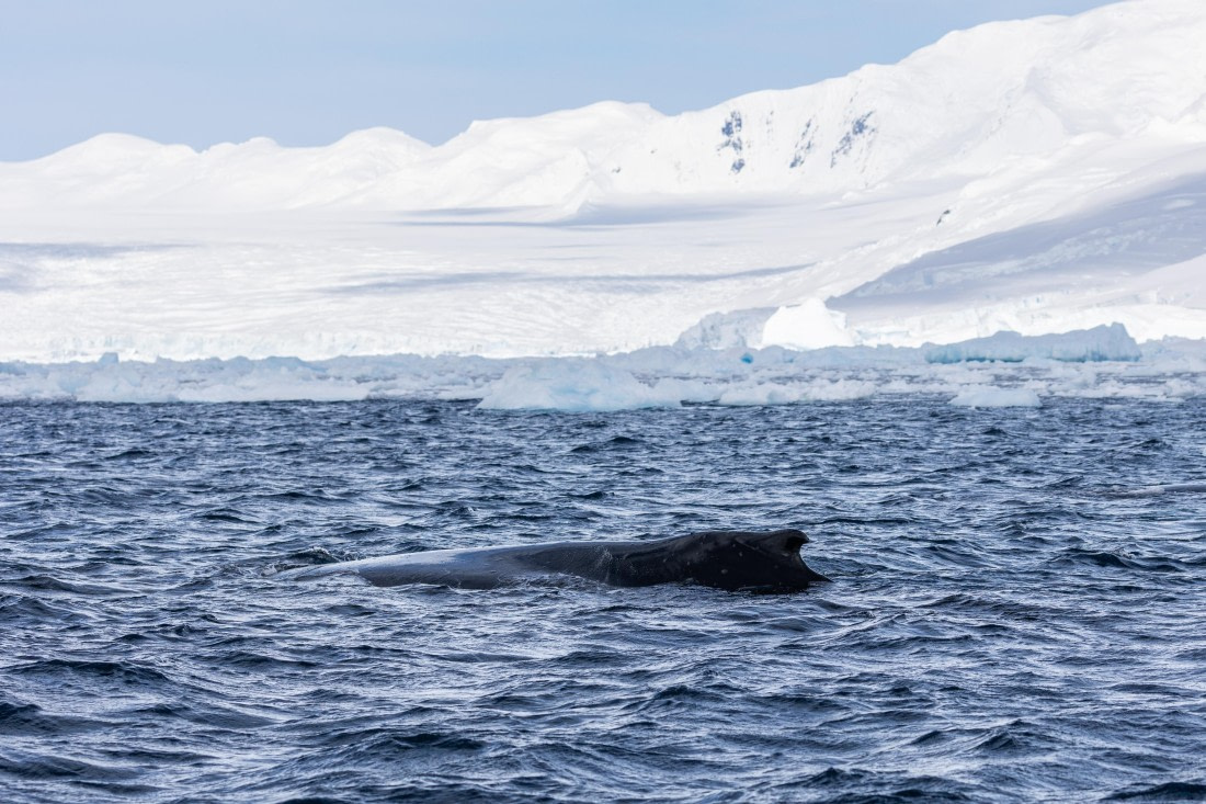 HDS26-25, Day 16, FZ1A2468 © Unknown photographer - Oceanwide Expeditions.jpg