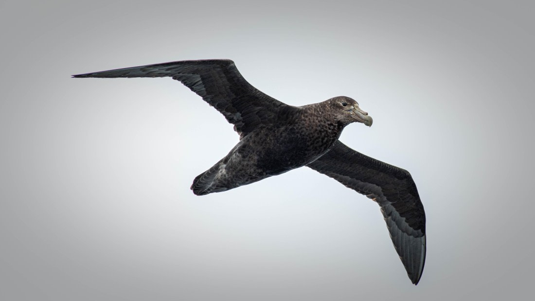 HDS26-25, Day 2, RLO_0544 © Alexander Romanovskiy - Oceanwide Expeditions.jpg