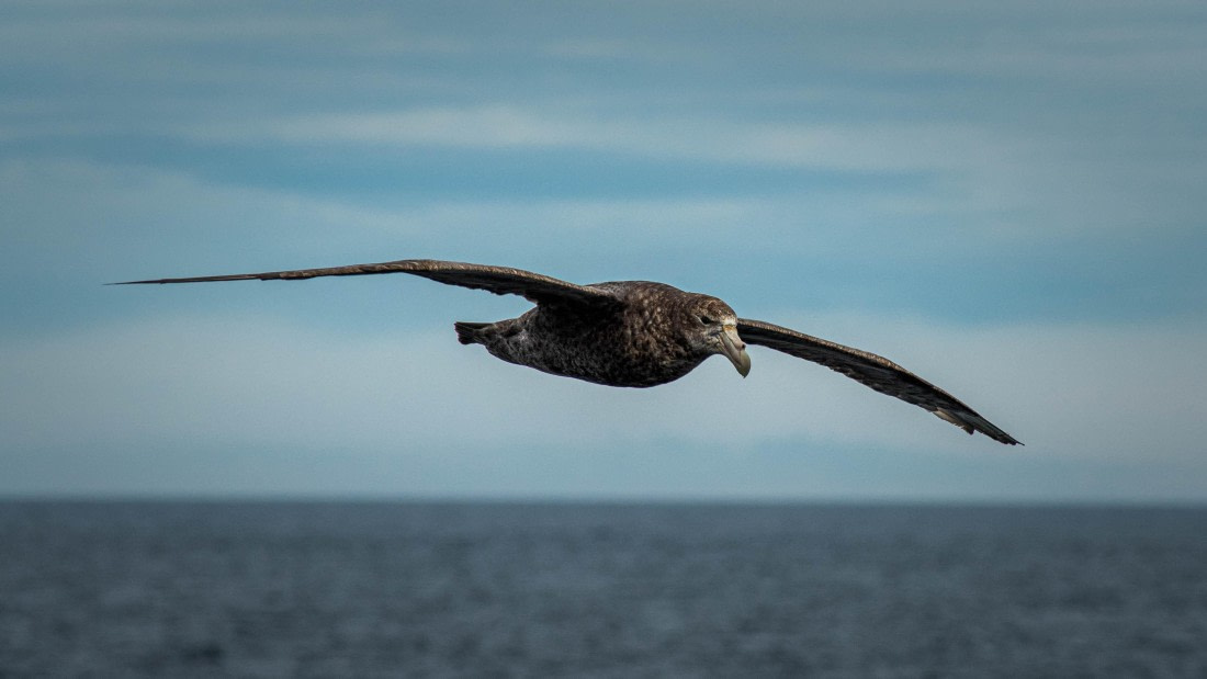 HDS26-25, Day 2, RLO_0545 © Alexander Romanovskiy - Oceanwide Expeditions.jpg
