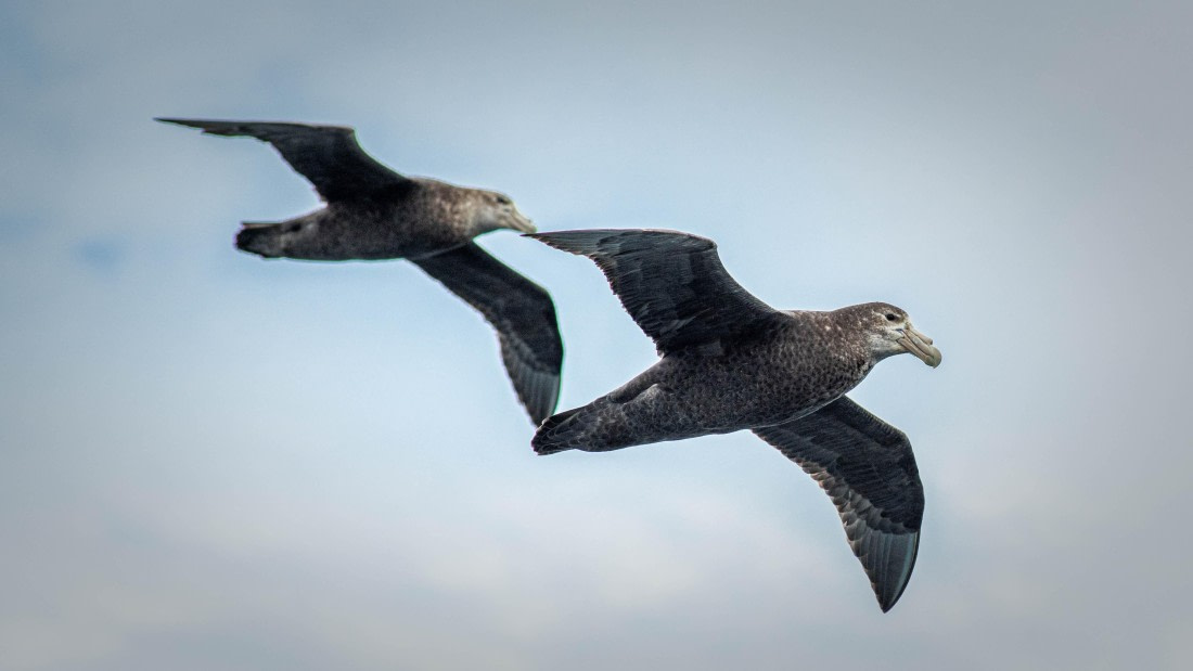 HDS26-25, Day 2, RLO_0554 © Alexander Romanovskiy - Oceanwide Expeditions.jpg