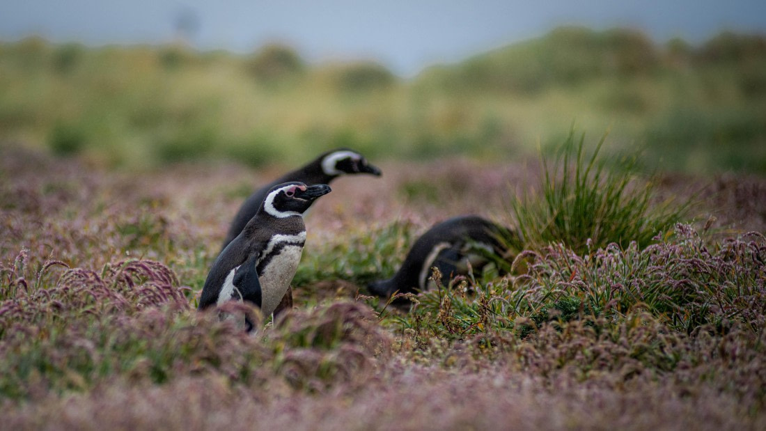 HDS26-25, Day 3, RLO_0576 © Alexander Romanovskiy - Oceanwide Expeditions.jpg