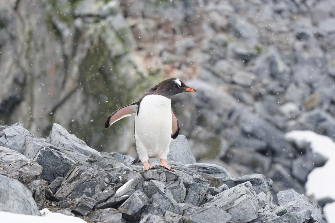 Snow Crowned Gentoo