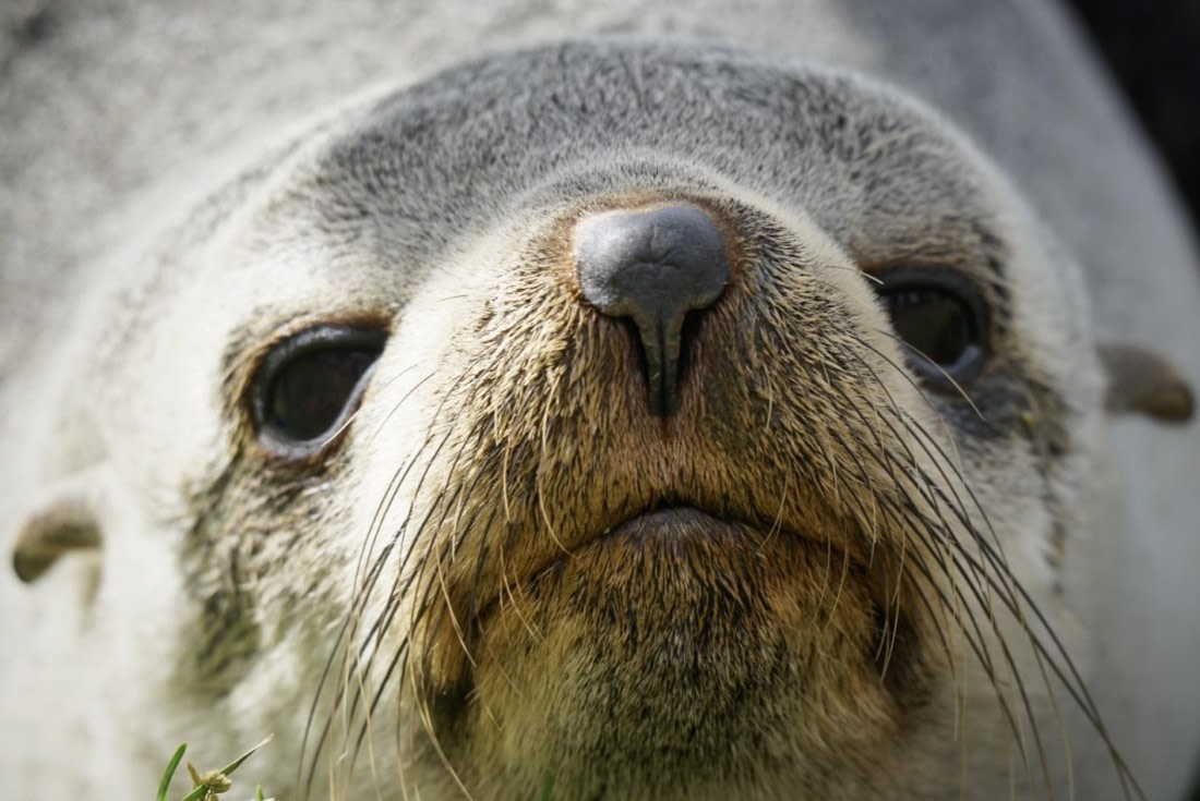 Seal’s Gaze