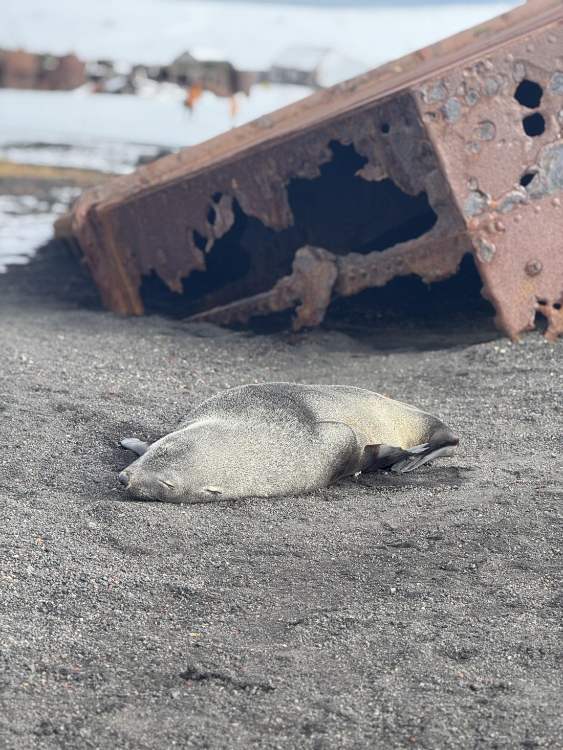 Sea Lion on the Beach
