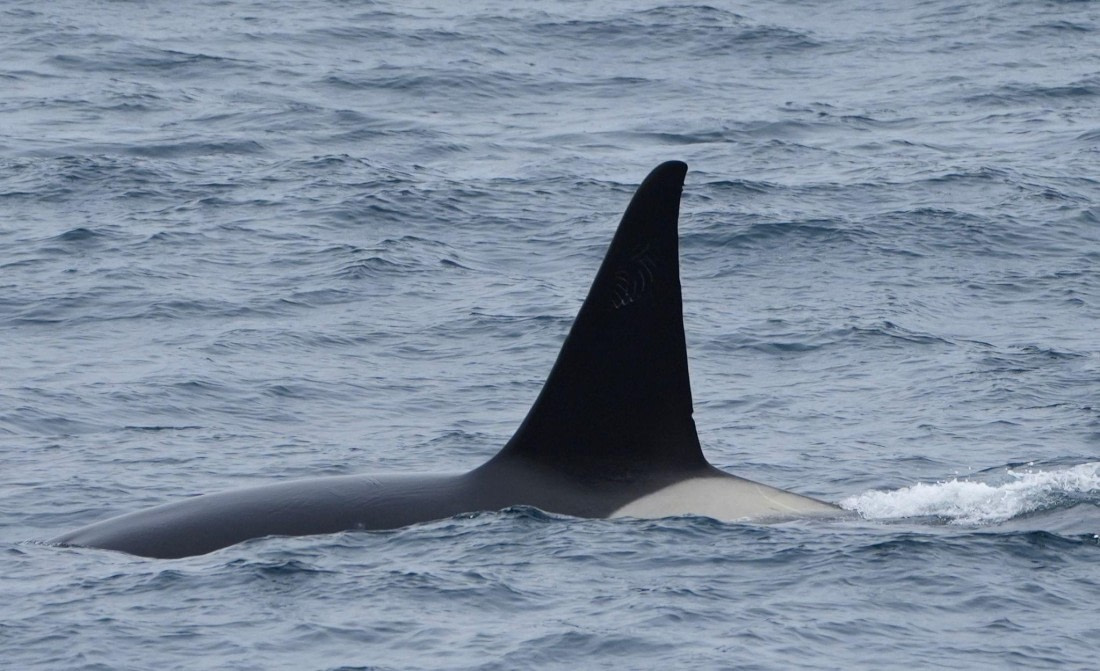 HDS27-25, Day 3, IMG-20250124-WA0089 © Unknown photographer - Oceanwide Expeditions.jpg