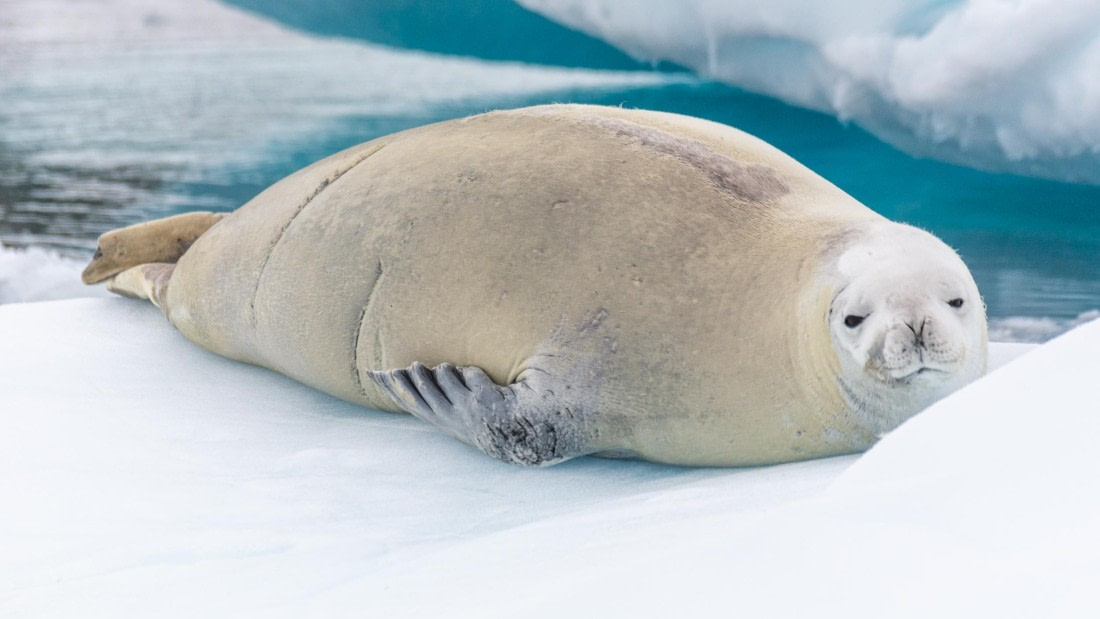 HDS27-25, Day 4, _DSC9194 © Unknown photographer - Oceanwide Expeditions.jpg