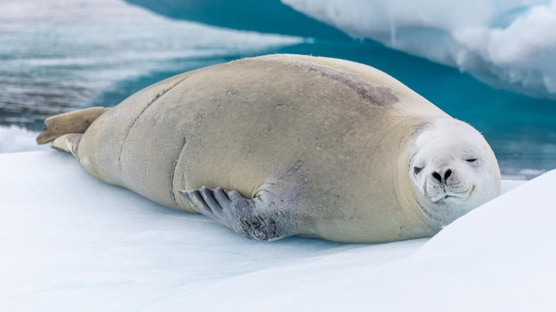 HDS27-25, Day 4, _DSC9195 © Unknown photographer - Oceanwide Expeditions.jpg