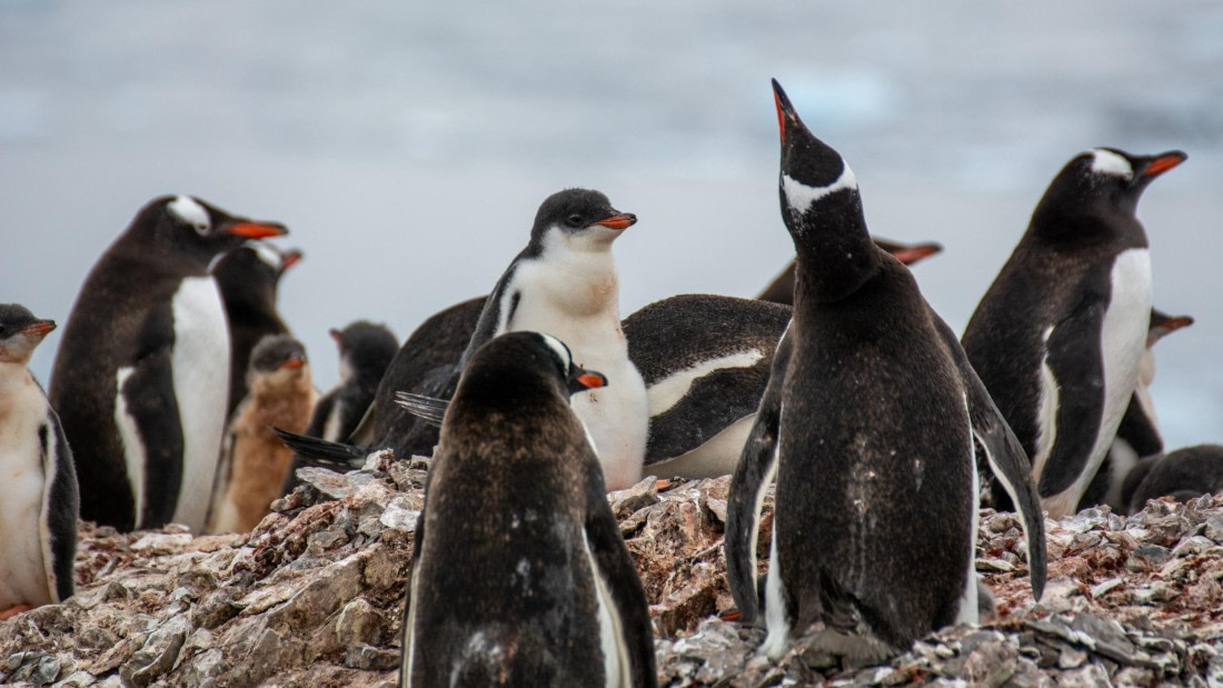 HDS27-25, Day 4, _DSC9208 © Unknown photographer - Oceanwide Expeditions.jpg