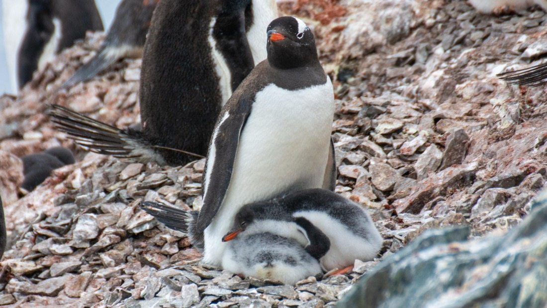 HDS27-25, Day 4, _DSC9213 © Unknown photographer - Oceanwide Expeditions.jpg