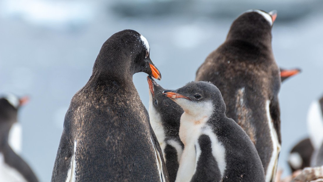 HDS27-25, Day 4, _DSC9272 © Unknown photographer - Oceanwide Expeditions.jpg