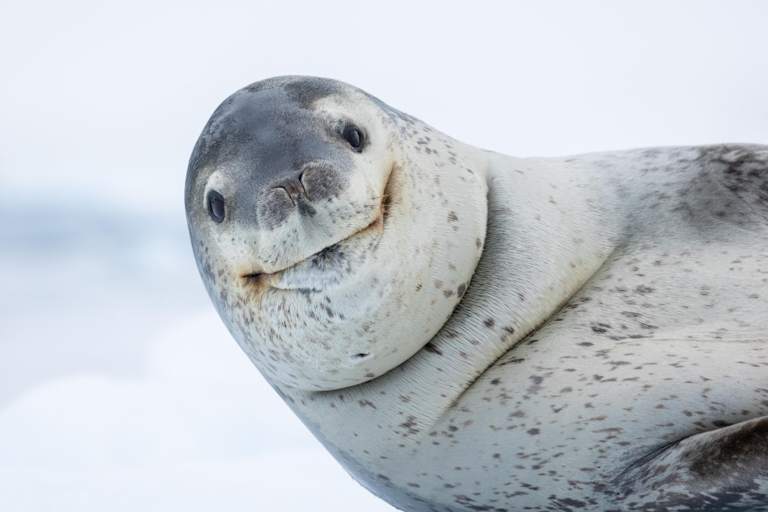 HDS27-25, Day 4, FZ1A2494 © Unknown photographer - Oceanwide Expeditions.jpg