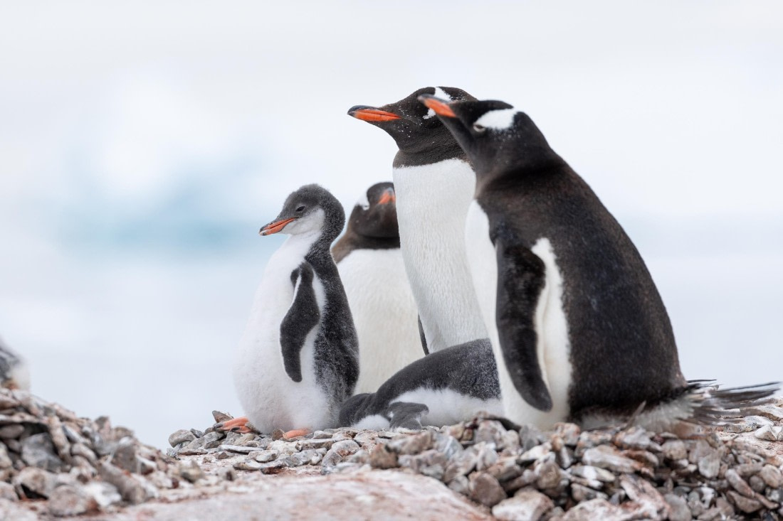 HDS27-25, Day 4, FZ1A2571 © Unknown photographer - Oceanwide Expeditions.jpg