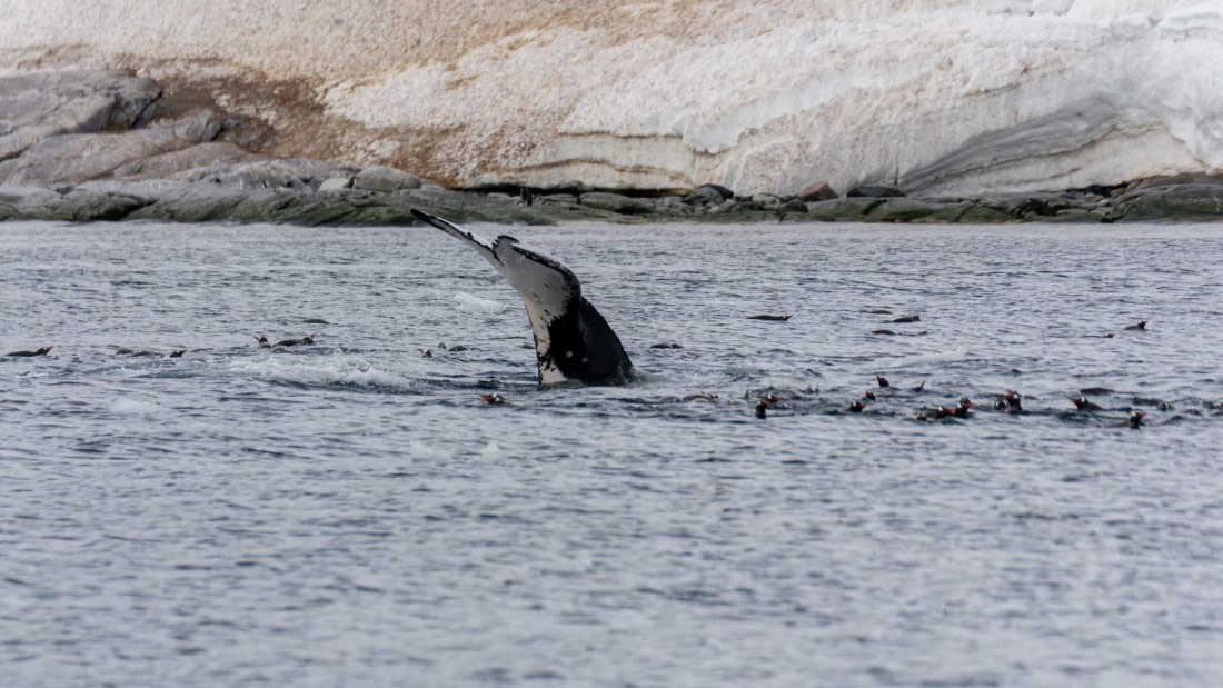 HDS27-25, Day 5, _DSC9419 © Unknown photographer - Oceanwide Expeditions.jpg