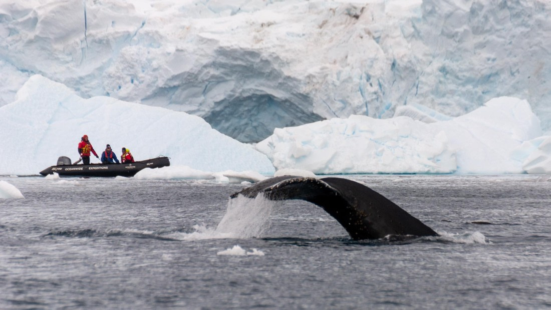 HDS27-25, Day 5, _DSC9421 © Unknown photographer - Oceanwide Expeditions.jpg