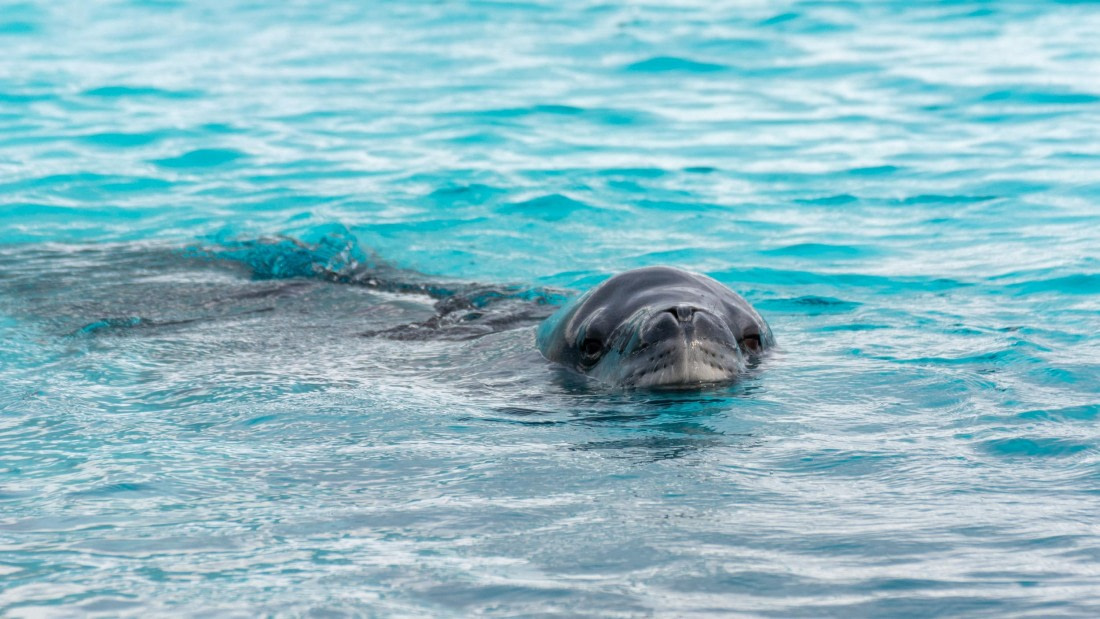 HDS27-25, Day 5, _DSC9426 © Unknown photographer - Oceanwide Expeditions.jpg