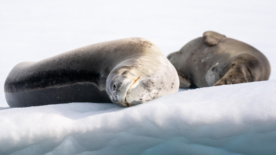 HDS27-25, Day 5, _DSC9427 © Unknown photographer - Oceanwide Expeditions.jpg