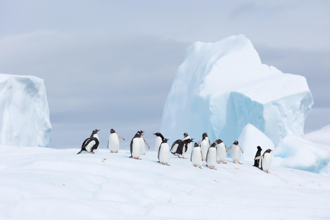 HDS27-25, Day 5, FZ1A2634 © Unknown photographer - Oceanwide Expeditions.jpg