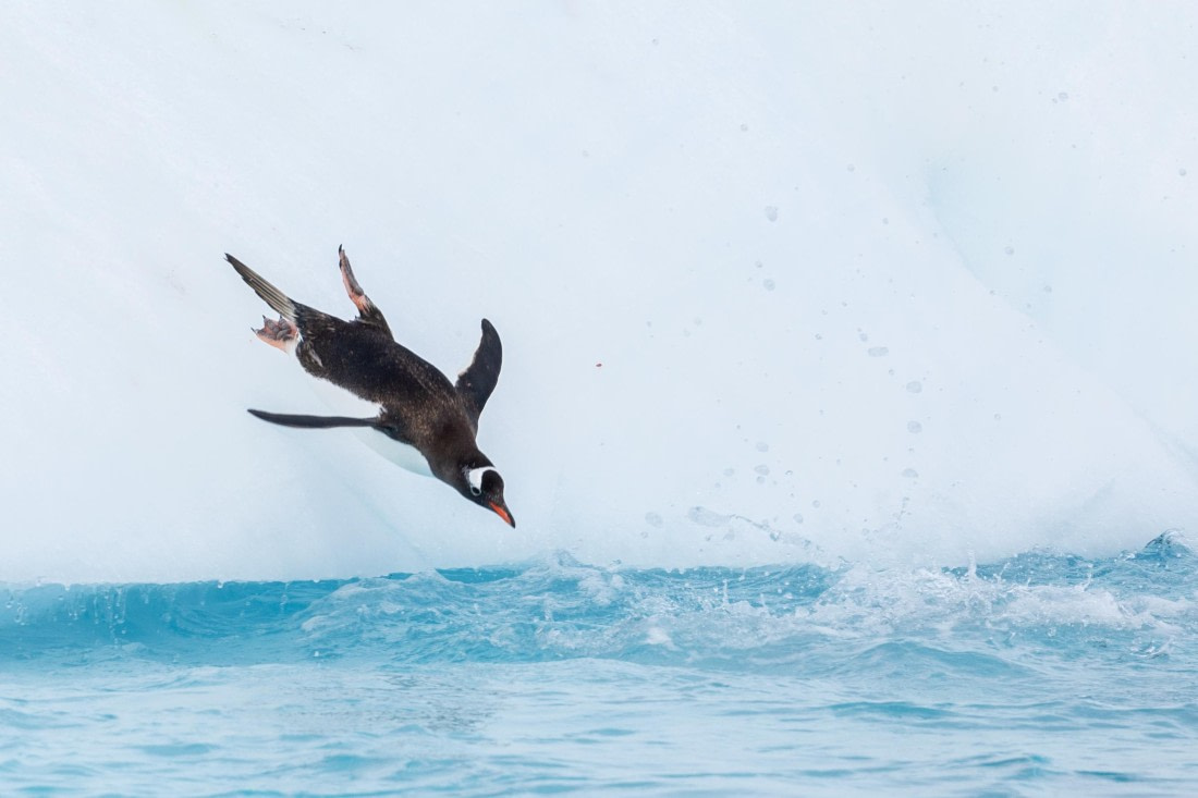 HDS27-25, Day 5, FZ1A2660 © Unknown photographer - Oceanwide Expeditions.jpg