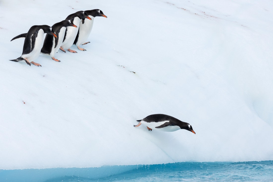 HDS27-25, Day 5, FZ1A2645 © Unknown photographer - Oceanwide Expeditions.jpg