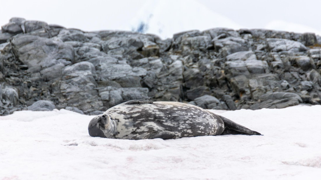 HDS27-25, Day 6, _DSC9439 © Unknown photographer - Oceanwide Expeditions.jpg