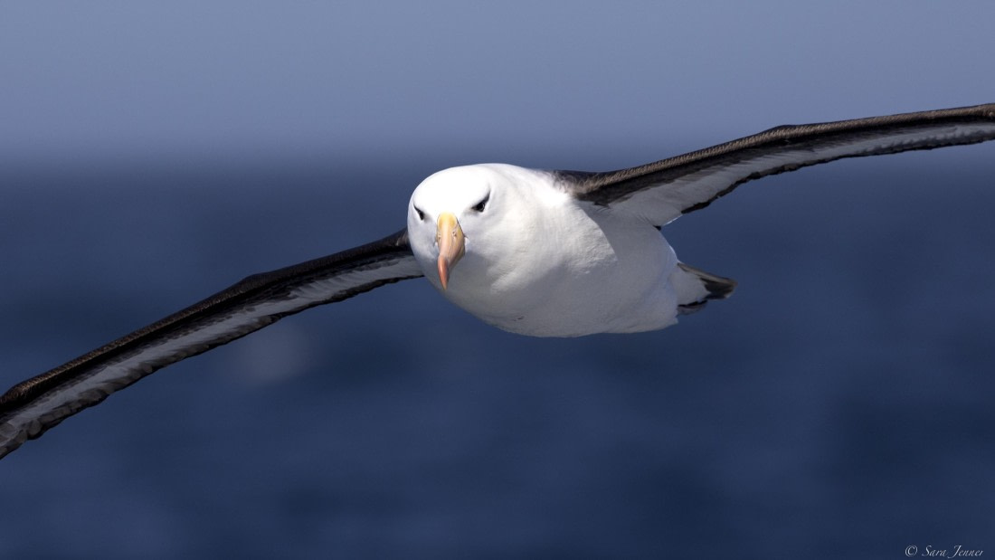 OTL28-25, Day 10, Black browed Albatros © Sara Jenner - Oceanwide Expeditions.jpg