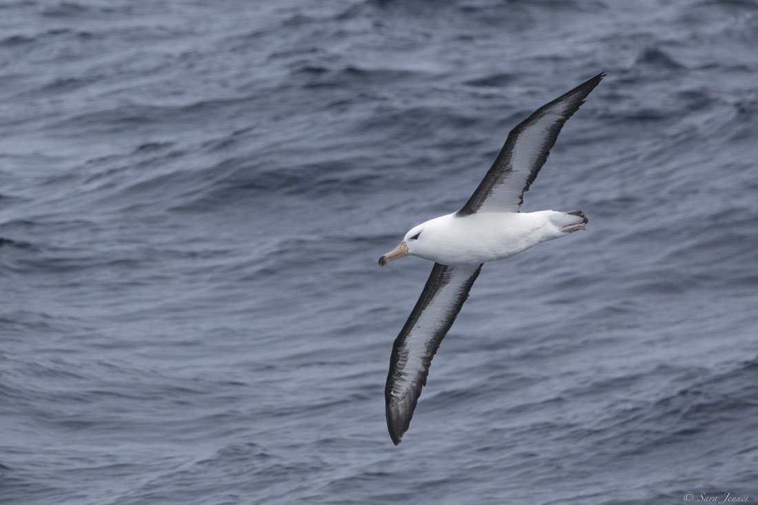 OTL28-25, Day 2, Black browed albatros © Sara Jenner - Oceanwide Expeditions.jpg