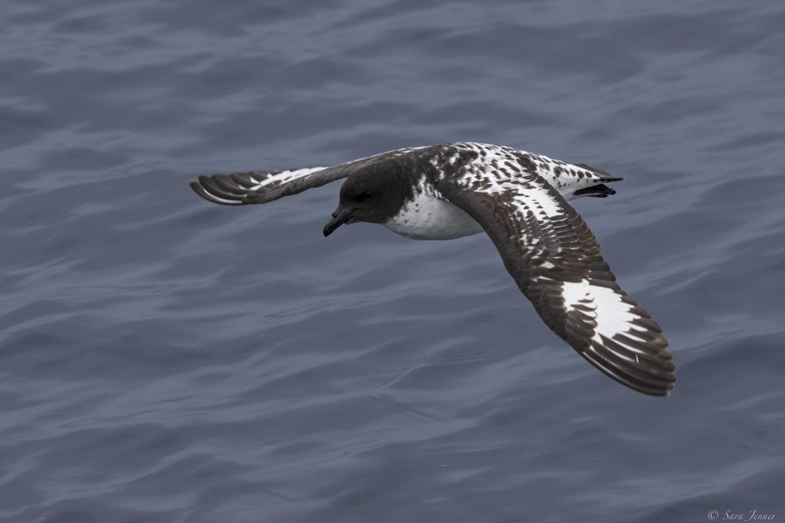 OTL28-25, Day 2, Cape Petrel © Sara Jenner - Oceanwide Expeditions.jpg