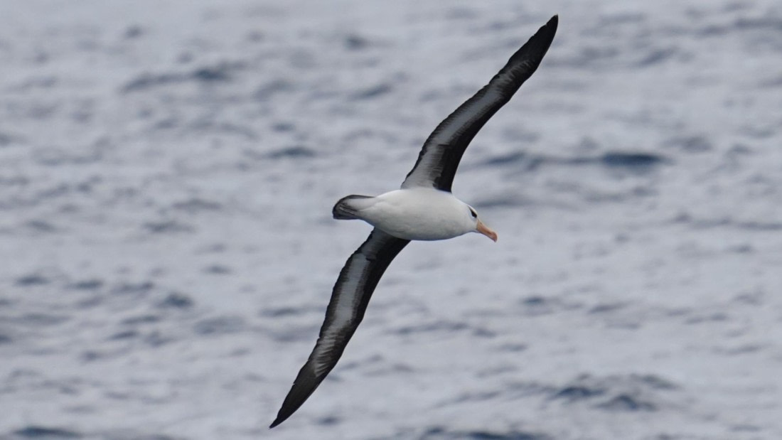 OTL28-25, Day 2, DSC02631 © Unknown photographer - Oceanwide Expeditions.JPG